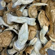 Magic Mushroom Online kaufen