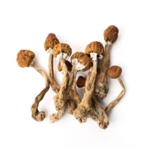 Psilocybin Online Kaufen