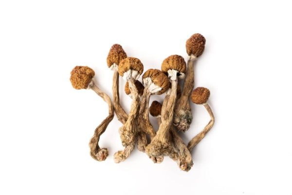 Psilocybin Online Kaufen