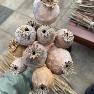 Papaver somniferum Online kaufen
